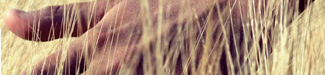 Hand brushing over wheat field